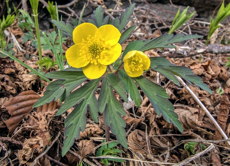 Anemonoides ranunculoides / Anemone gialla